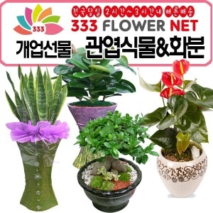 333플라워넷 공기정화식물/개업화분추천/금전수