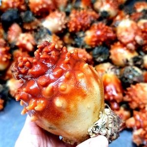 장보리 경남 통영 피멍게 통멍게 중대 1kg (1개)_이미지