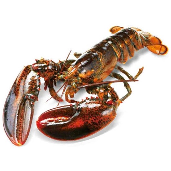 생선생 캐나다 랍스터 2kg (1개)