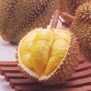 우리존 아이스 통 두리안/고단백 영양보충과일_이미지