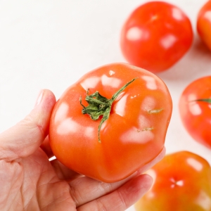 수토마켓 건강하게 자란 완숙 찰 못난이토마토 5kg