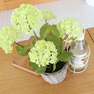 데팡스 수국 인 라탄 팟