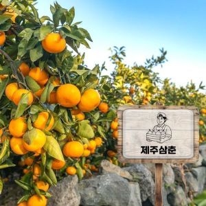 제주삼춘 서귀포 새콤달콤 노지귤 주스용 특대 10kg (1개)