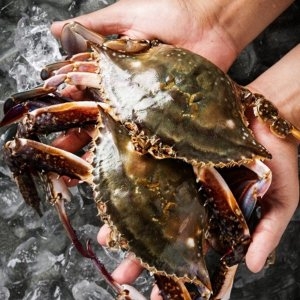 대한민국농수산 속이 꽉 찬 산지직송 급속냉동 암꽃게 2kg_이미지
