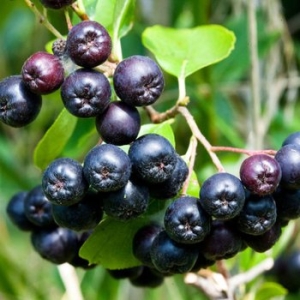 베리세상 고창 아로니아 5kg_이미지