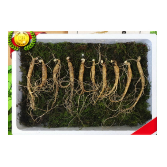 삼세상 강원도 산양산삼 6년근 1등급 10뿌리 (1개)_이미지