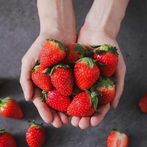 자연맛남 당일수확 새콤달콤 설향 딸기 특 18~25구 500g (3개)_이미지