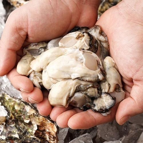 자연맛남 산지직송 국내산 여수 햇 생굴 2kg (1개)