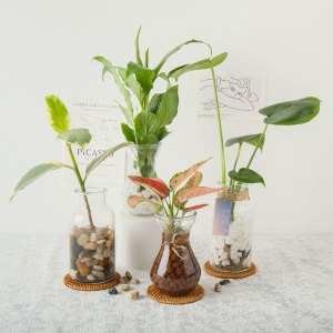 갑조네 세척식물 모음전 수경 수경재배 뿌리 흙없이 간편하게