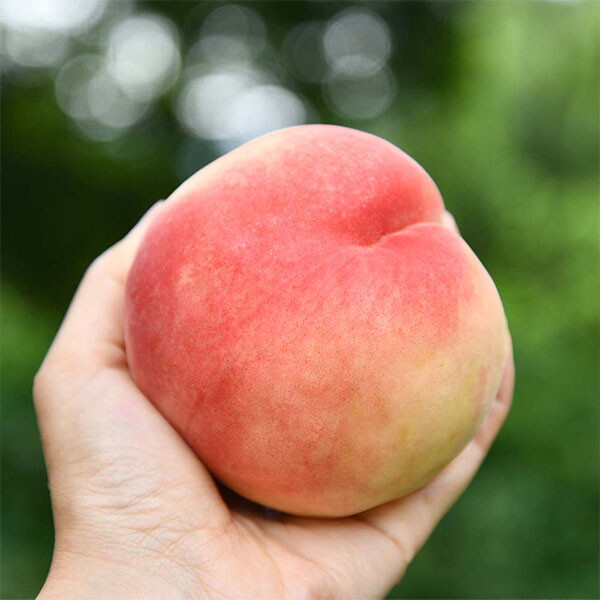 제철 딱딱이 백도 복숭아 대과 7-8과 내외 2kg