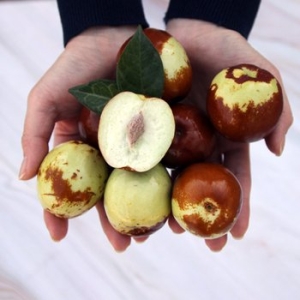 산청 사과대추 1kg 왕특 생대추_이미지