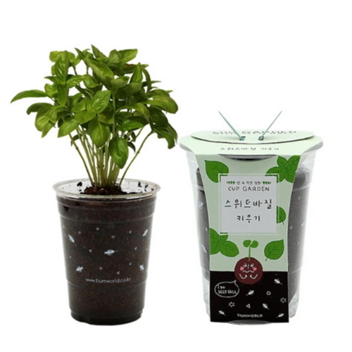 틔움세상 컵가든 스위트바질 키우기_이미지