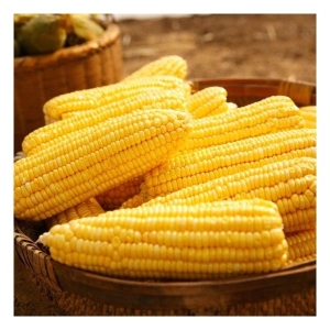 햇살가득 달콤아삭든든 초당옥수수 20개