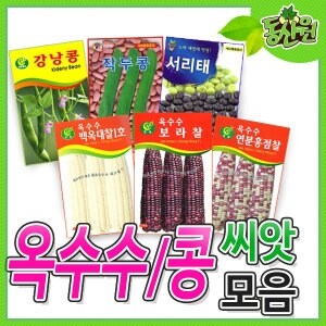 <b>씨앗</b>모음 옥수수 콩<b>씨앗</b> 옥수수<b>씨앗</b> 수수씨 찰옥수수