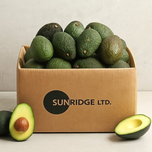 썬리지 후숙 잘되는 아보카도 중소과 중대과 특대과 최상급 아보카토 6과 10과_이미지