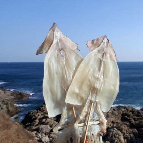부드러운 마른오징어 20마리 800g