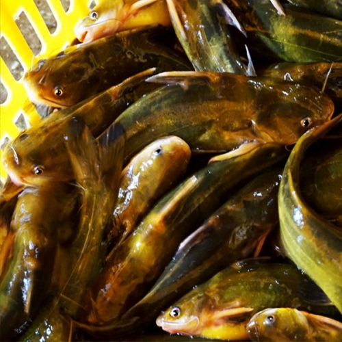 지에스푸드 빠가사리 매운탕용 1kg 빠가사리1kg 1개