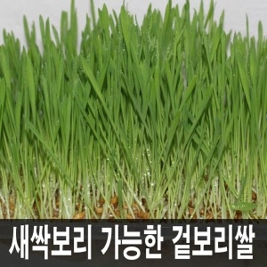 남외정미소 2019 탐진나루 겉보리 10kg (1개)_이미지