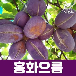 도시농부 홍화으름나무 포트묘_이미지