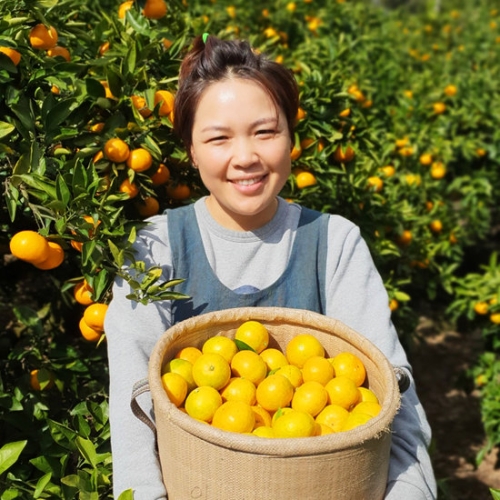 농부들의수확 제주 노지 감귤 조생귤 로얄과 5kg (1개)_이미지