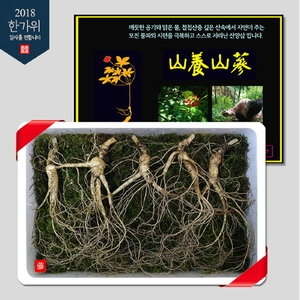 천삼본가 AK  산삼/산양삼 국내산 산양산삼 10년근 5뿌리 선물세트_이미지