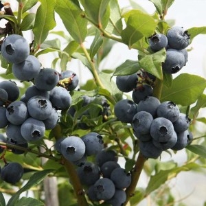 블루베리 레가시 / 4년생 결실주이미지입니다. 누르면 해당 게시물로 새창이동합니다.