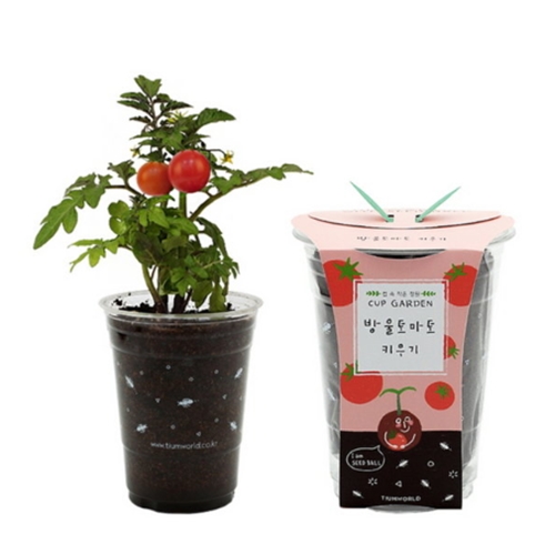 틔움세상 컵가든 방울토마토 키우기