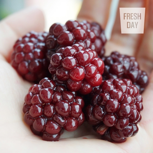 �����õ��� ��â ���� ������ �������� �õ� ���� Ưǰ 2.5Kg