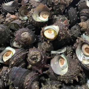 전장유통 바다를 품은 자연산 뿔소라1kg