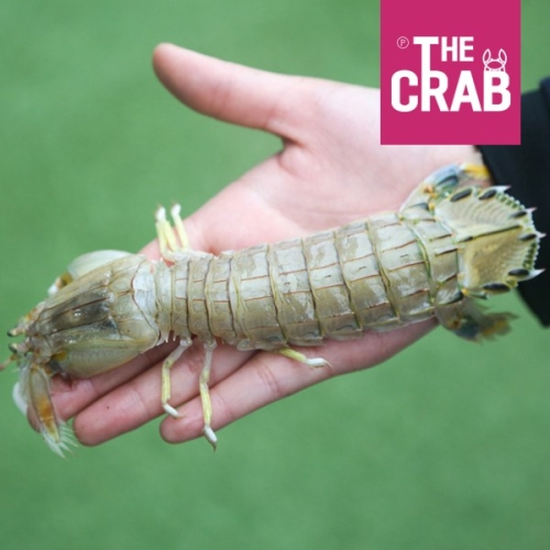 더꽃게 제철 갯가재 쏙 1개 10kg 냉동/대용량업소용_이미지