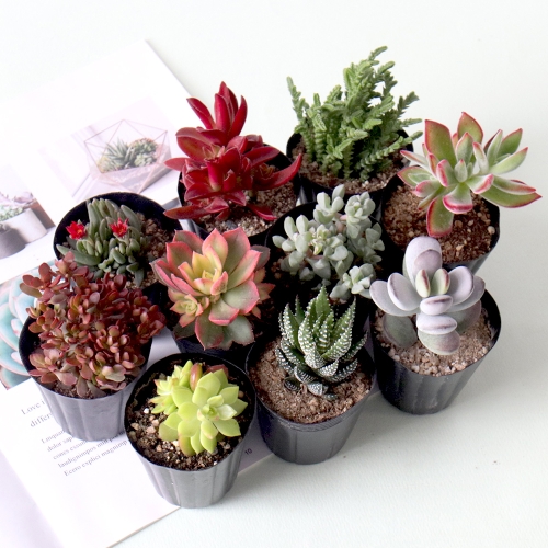 모리앤 생화 다육식물 소형 랜덤 10개_이미지