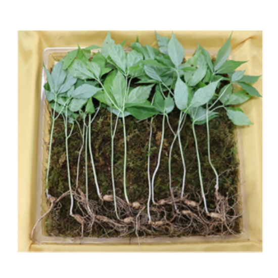 [불명] 찐또배기 5~6년근 산양산삼 12~25뿌리 (1개)_이미지