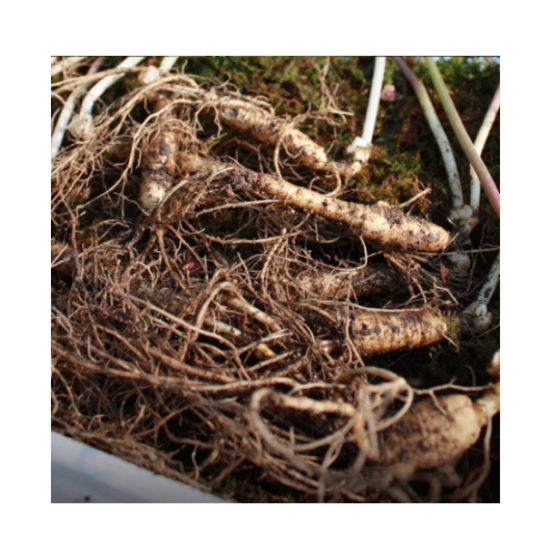 [불명] 찐또배기 5~6년근 산양산삼 12~25뿌리 (1개)