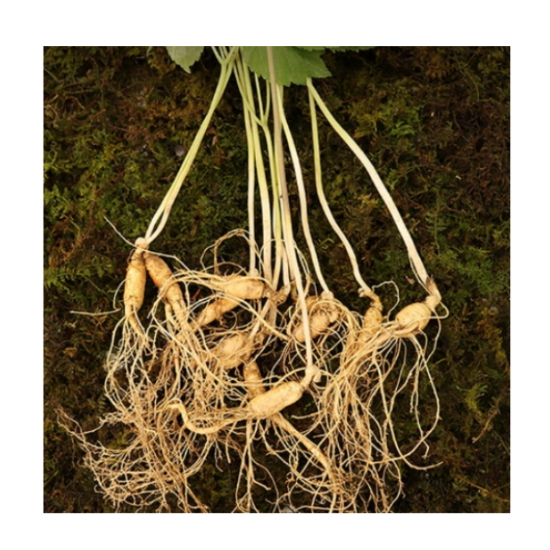 [불명] 찐또배기 5~6년근 산양산삼 12~25뿌리 (1개)_이미지