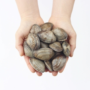 숨비영어조합법인 숨비해물 살아서 싱싱하게 도착 왕 바지락 1kg