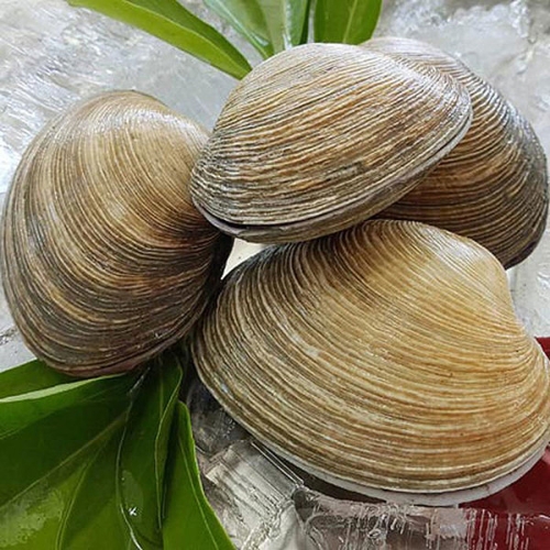 통영애찬 싱싱대합 개조개 1kg_이미지