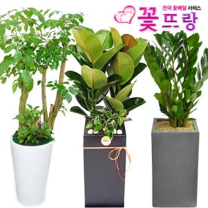 미미네아쿠아 녹보수   공기정화식물 개업화분 스투키_이미지