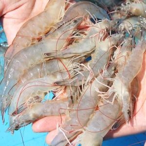 바다담음 신안 생물새우 1kg