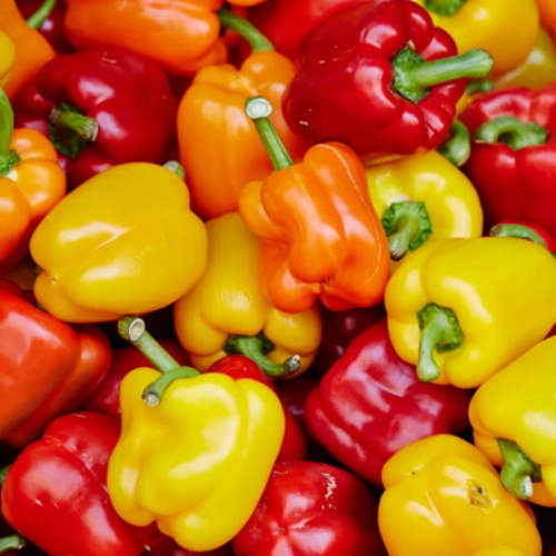 우체국쇼핑 지지팜 못난이 파프리카 2kg_이미지