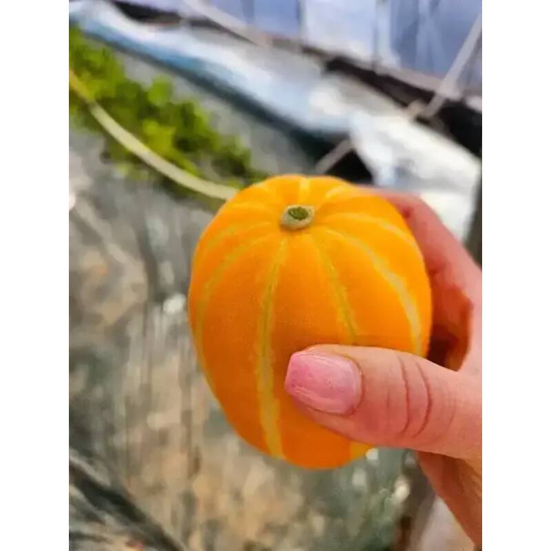 달코미 성주 꿀참외 못난이 박스포함 5kg (1개)_이미지