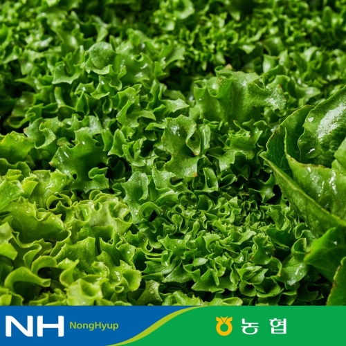 식식한상 식식한상 GAP인증 농협선별 유러피안 샐러드 채소 1kg이미지입니다. 누르면 해당 게시물로 새창이동합니다.