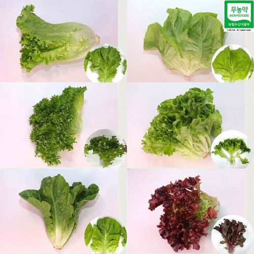 넉넉 무농약 유럽 샐러드 유러피안 쌈채소 4-6종 랜덤 1kg_이미지