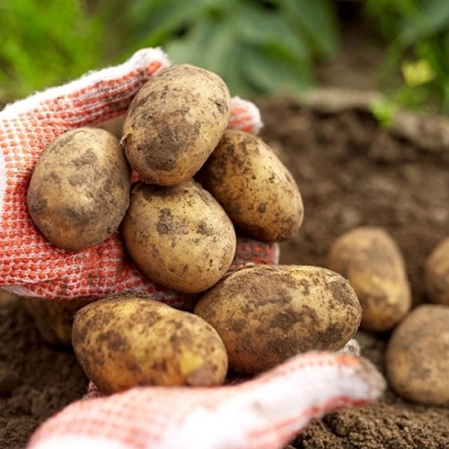 자연품애 햇 감자 왕특 5kg