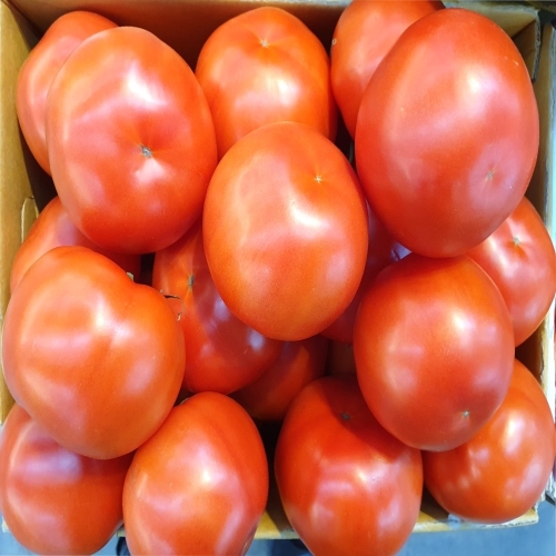 토박이유통 완숙 토마토 5kg 특1번/ 특2번 특1번 5kg 1개