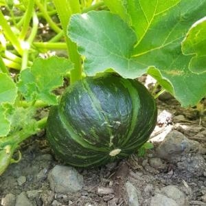 신선농장 간편 단호박 400g