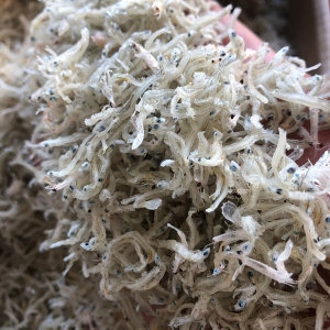 신건호멸치 특품 지리멸치 1.5kg 세멸치 볶음멸치 잔멸치이미지입니다. 누르면 해당 게시물로 새창이동합니다.