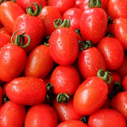 대추 방울토마토 중소과