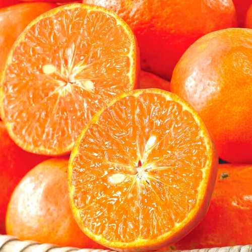 [불명] 제주 천혜향 당도선별 가정용 혼합과 5kg이미지입니다. 누르면 해당 게시물로 새창이동합니다.