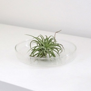 마이플랜트 틸란드시아 이오난사 1P 소형 실내공기정화식물