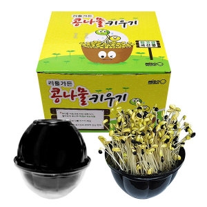 콩나물 키우기 관찰 학습 콩나물재배기 가정용 체험 기르기 키트